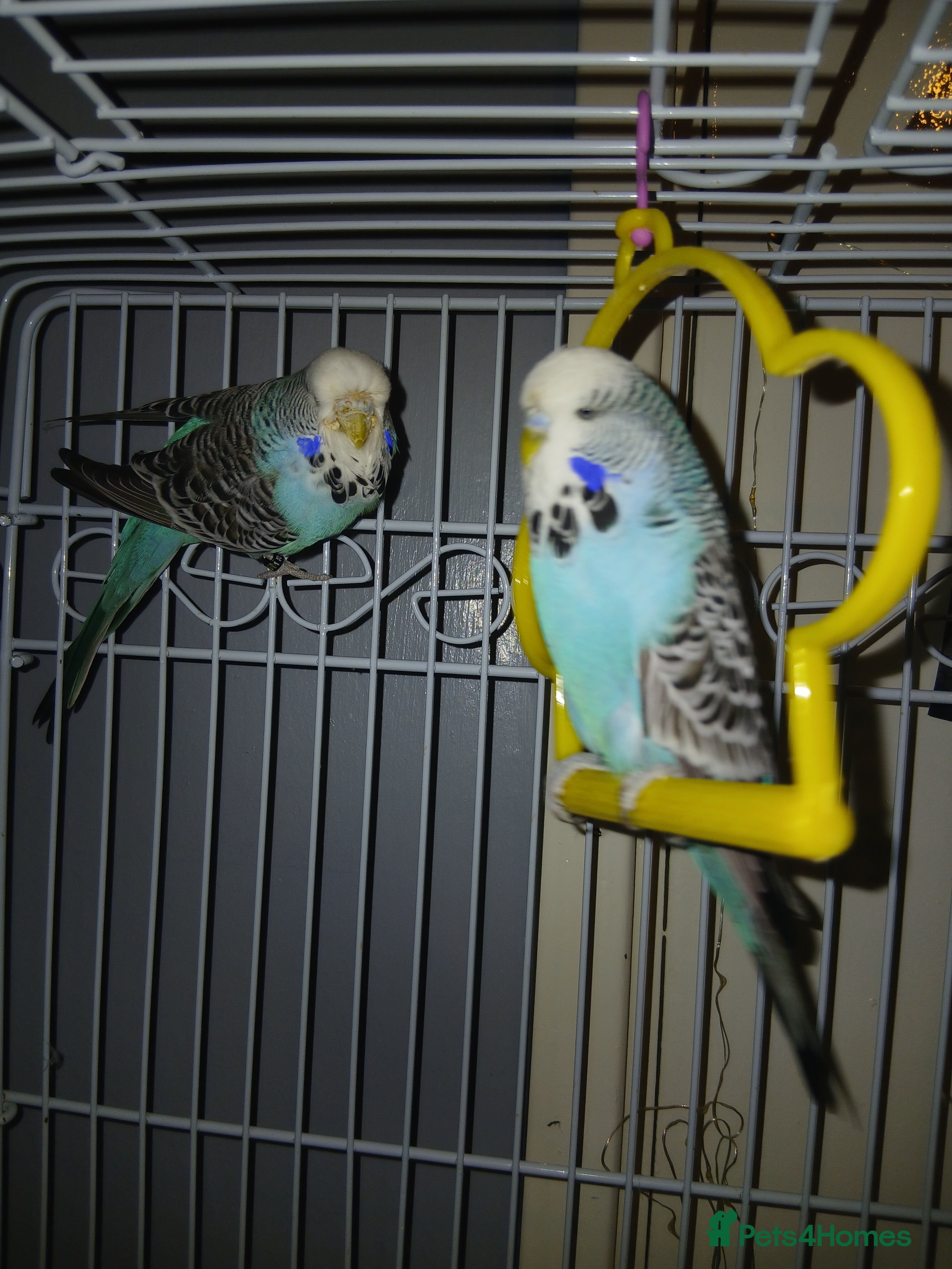 Budgerigars birds 2 male budgies  - Advert 1
