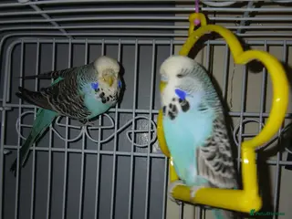 Budgerigars birds 2 male budgies - Advert 1