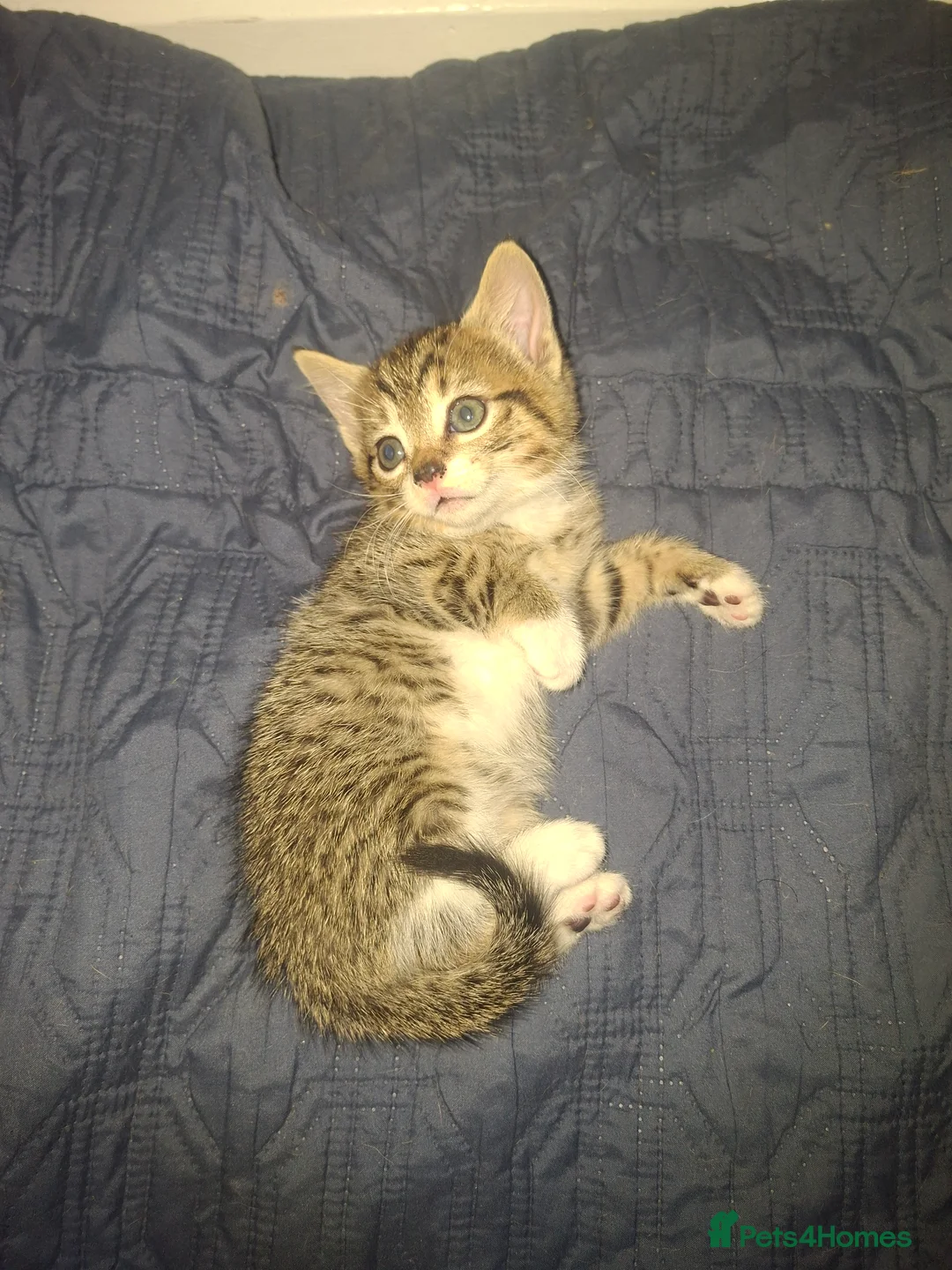 Mixed Breed cats for sale: Kittens in Goole - Advert 11