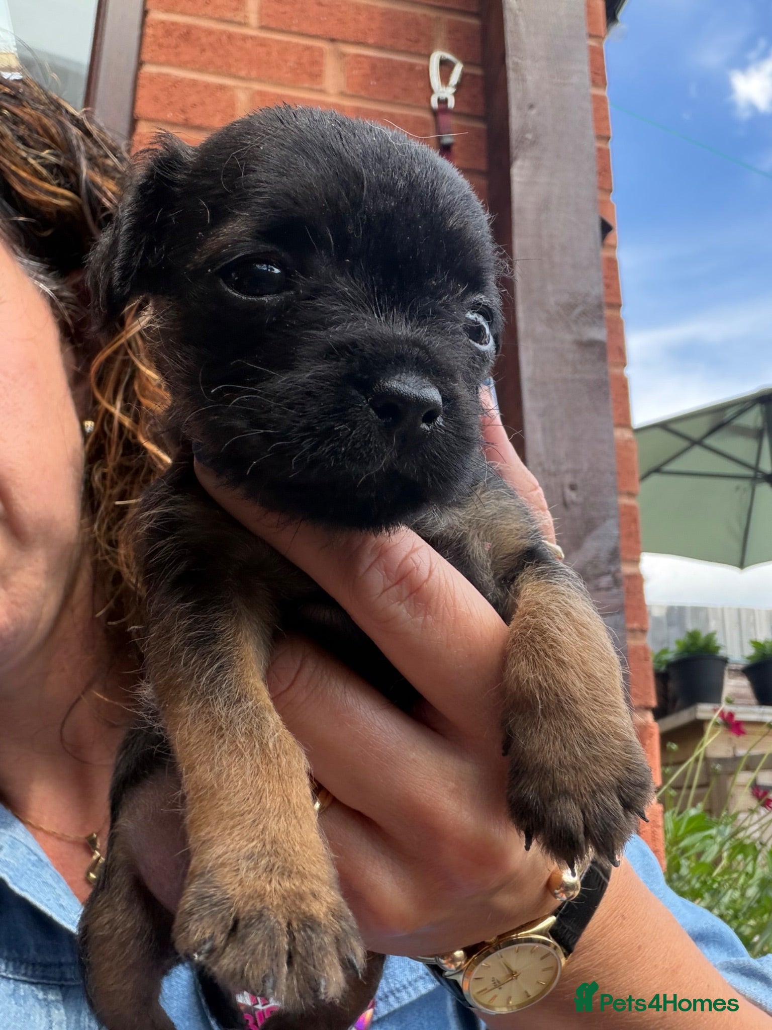 Border Terrier dogs KC Pedigree Border Terrier Pup READY NOW - Advert 4