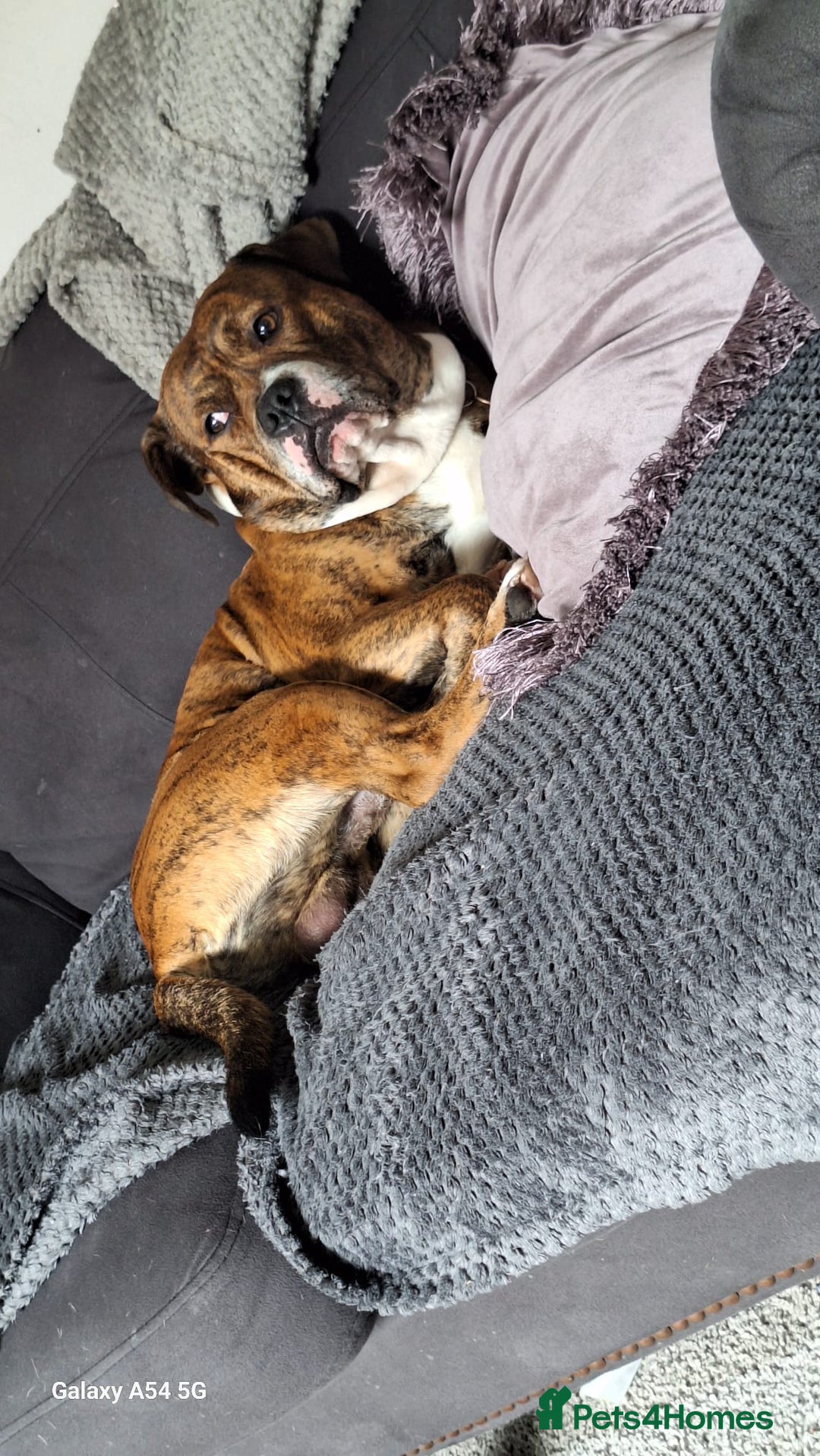 Mixed Breed dogs for sale: Buster  - Image 4