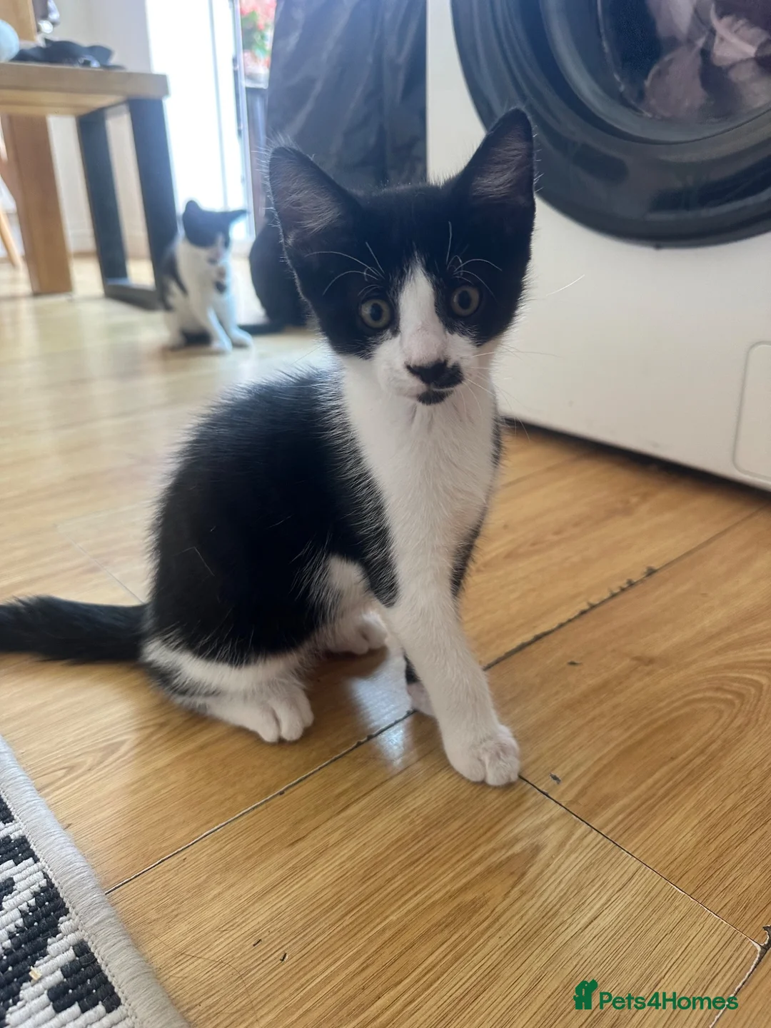 Mixed Breed cats for sale: Beautiful, friendly, playful kittens - Advert 4