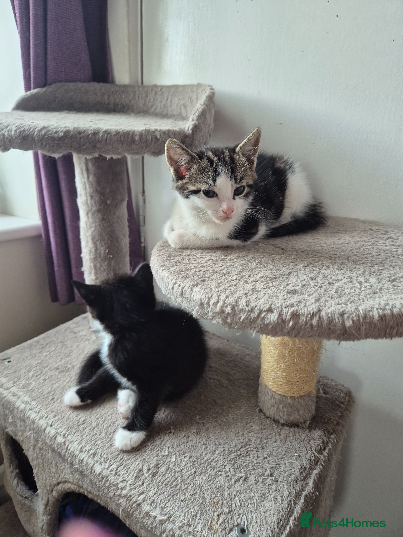 British Shorthair cats for sale: X2 mummys with kittens in London - Advert 8