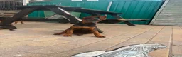 Chinese Red Dog dogs for sale: Chinese red dog puppies  - Advert 15