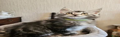 Maine Coon 2