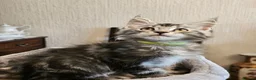 Maine Coon cats for sale: Maine Coon kittens  - Advert 2