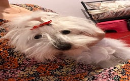 Maltese dogs for sale: Lolita is looking for a new loving family - Advert 1