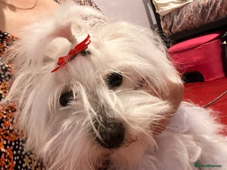 Maltese dogs Lolita is looking for a new loving family - Advert 2