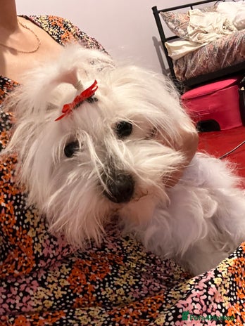 Maltese dogs Lolita is looking for a new loving family - Advert 1