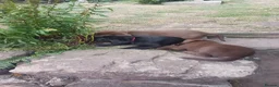 Labrador Retriever dogs for sale: Adorable KC Reg Labrador puppies  - Advert 22
