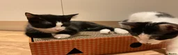 Domestic Shorthair cats for sale: 4 Beautiful Kittens Ready for their Forever Homes - Advert 32