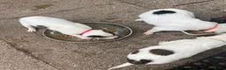 Lurcher dogs for sale: Fluffy Lurcher puppies available Sept - Advert 12