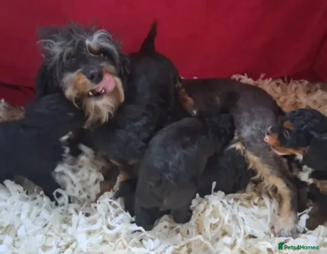 Mixed Breed dogs for sale: Beautiful Cavapoo x babies  - Advert 2