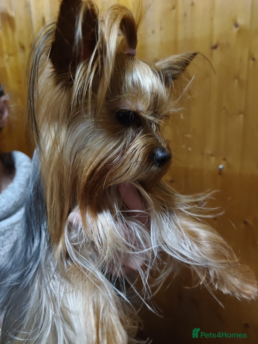 Yorkshire Terrier dogs for sale: 💝Beautiful Miniature Babies from 250g💝 - Image 30