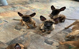 Belgian Shepherd Dog dogs for sale: Belgian malinois  - Image 7