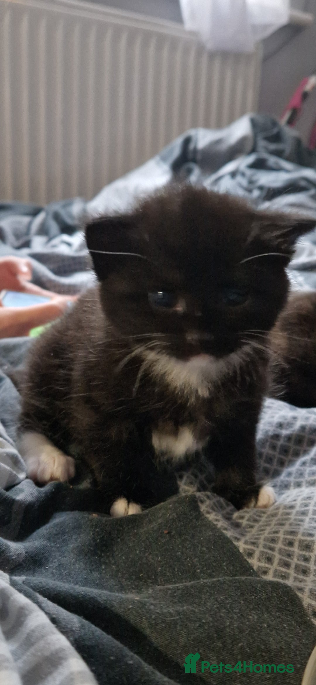 Mixed Breed cats for sale: Three beautiful male kittens available - Advert 2