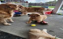 Golden Retriever dogs for sale: We have 5 boys and 3 girls Golden remaining 🐾 - Image 4