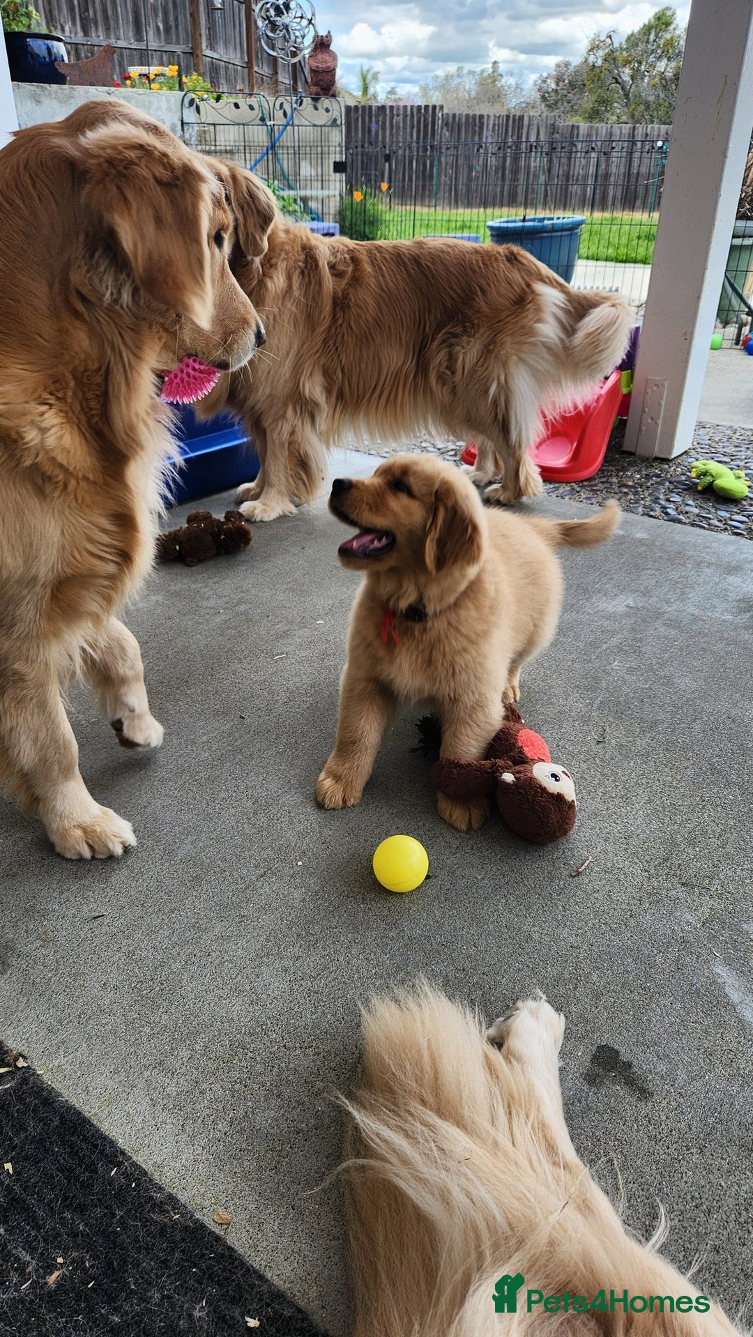 Golden Retriever dogs for sale: We have 5 boys and 3 girls Golden remaining 🐾 - Image 4