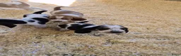 Basset Hound dogs for sale: KC BASSET HOUND PUPPIES  - Advert 8