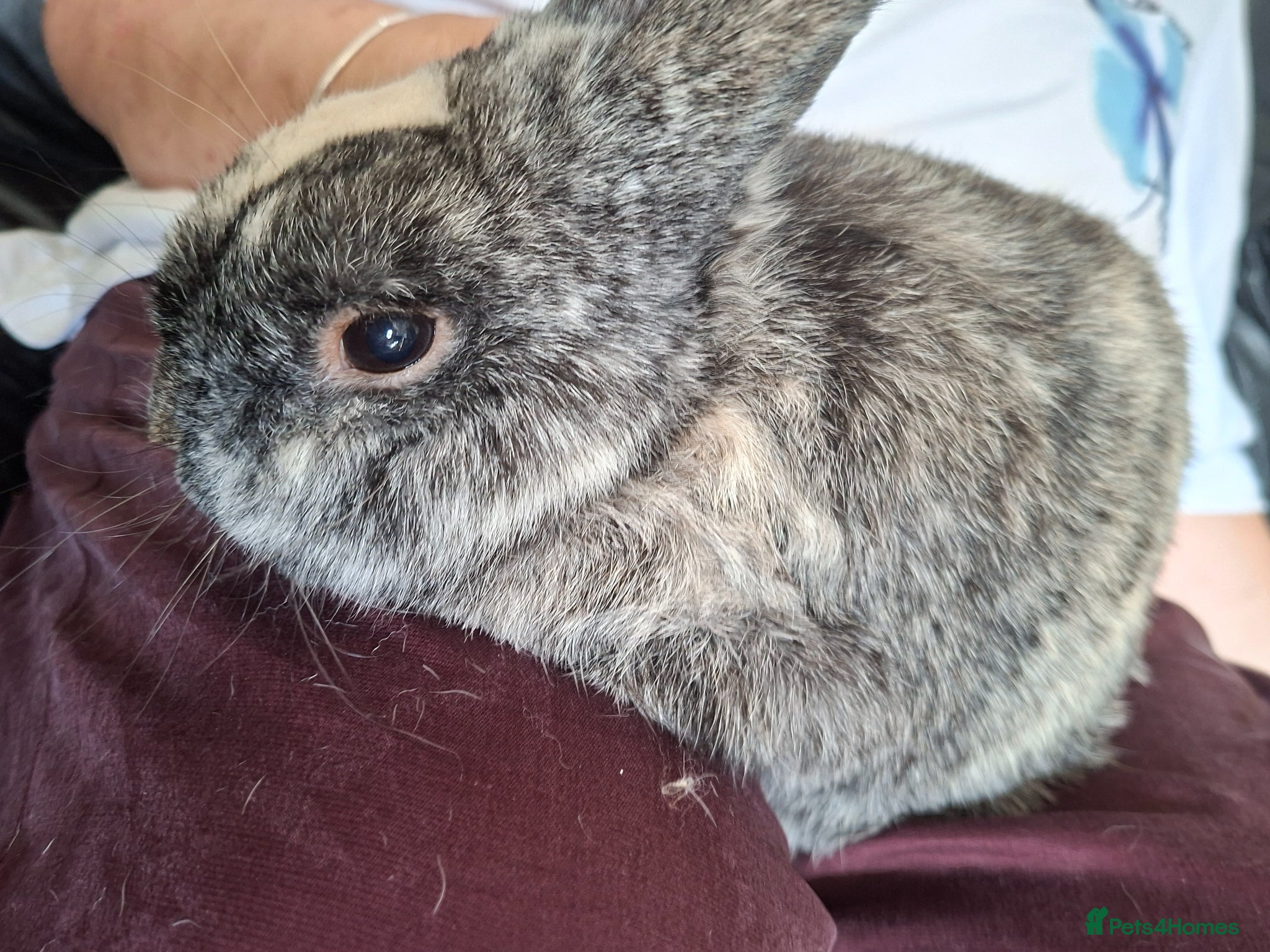 Mixed Breed rabbits Last boy rabbit.  - Advert 3