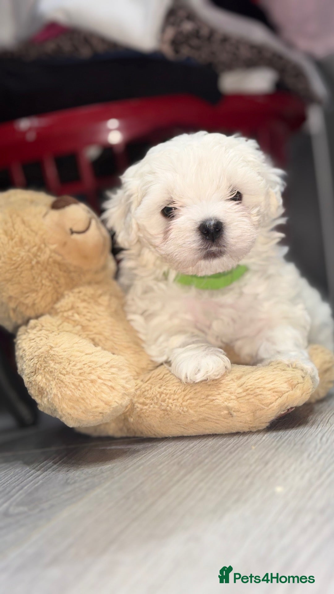 Maltese dogs 💙🩷 For Sale Beatifull Puppies Maltese💙🩷 - Advert 1