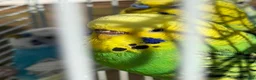 Budgerigars birds for sale: Budgies for sale in Norbury in London - Advert 15