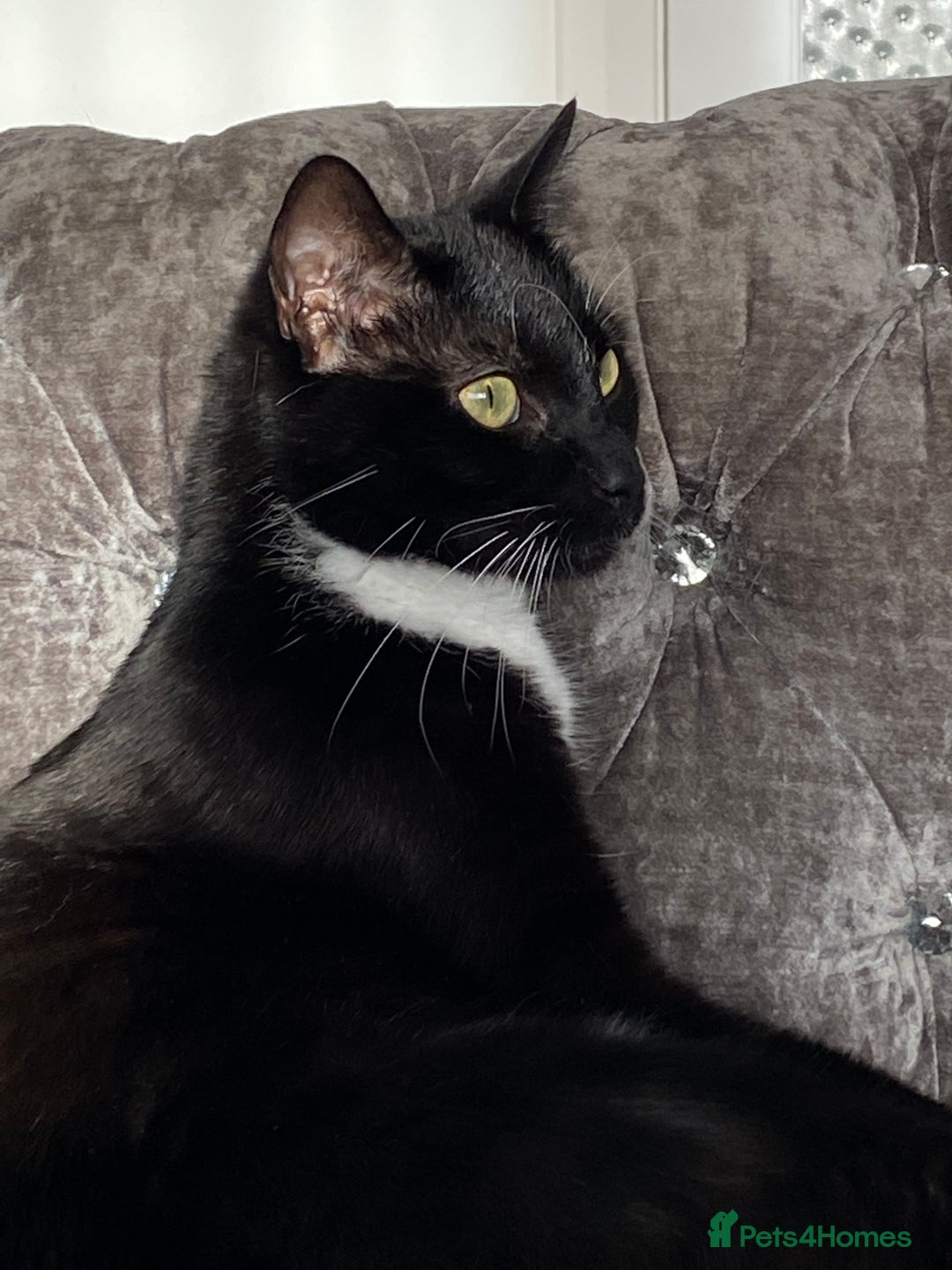 British Shorthair cats for sale: beautiful tuxedo cat - male  - Advert 1