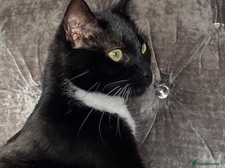 British Shorthair cats beautiful tuxedo cat - male - Advert 1