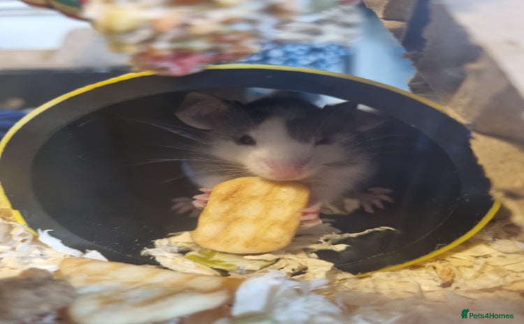 Mouse rodents - Advert 3