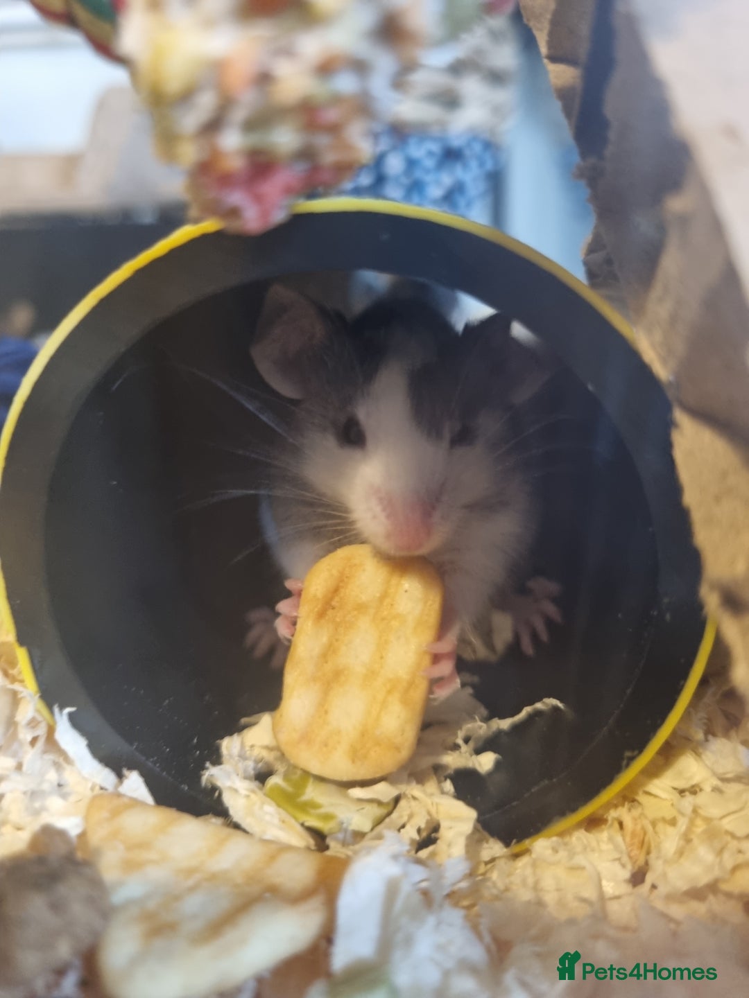 Mouse rodents for sale: Male mice - Image 1