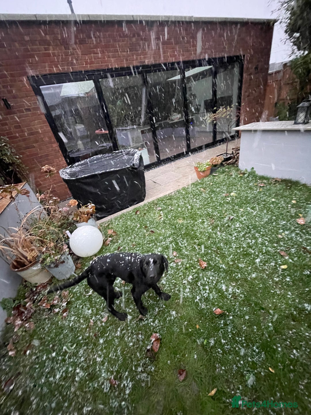 Labrador Retriever dogs for sale: Joey  - Advert 2