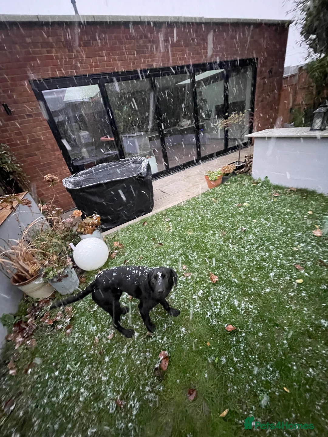 Labrador Retriever dogs for sale: Joey  - Advert 2