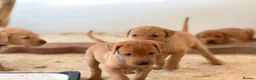 Labrador Retriever dogs for sale: Labrador Retriever puppies - Advert 21
