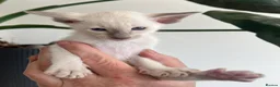 Siamese cats for sale: Siamese kittens - Advert 6