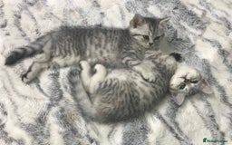 British Shorthair cats for sale: Champion Line Gorgeous BritishShortHair Kittens 🩷 - Image 19