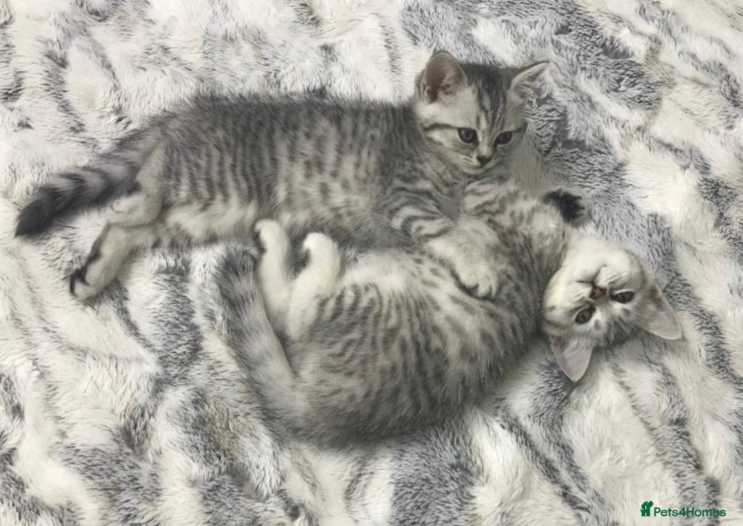 British Shorthair cats for sale: Champion Line Gorgeous BritishShortHair Kittens 🩷 - Image 19
