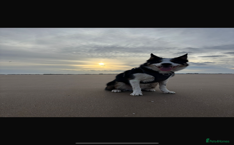 Border Collie dogs Ted, beautiful pet - Advert 14