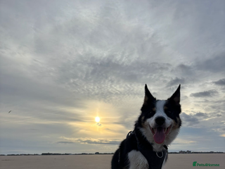Border Collie dogs Ted, beautiful pet - Advert 1