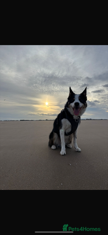 Border Collie dogs Ted, beautiful pet - Advert 1