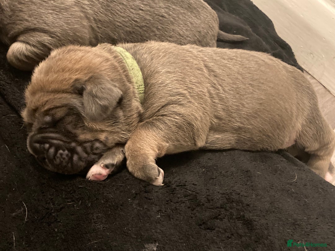 Cane Corso dogs for sale: Big furry floofballs - Advert 7