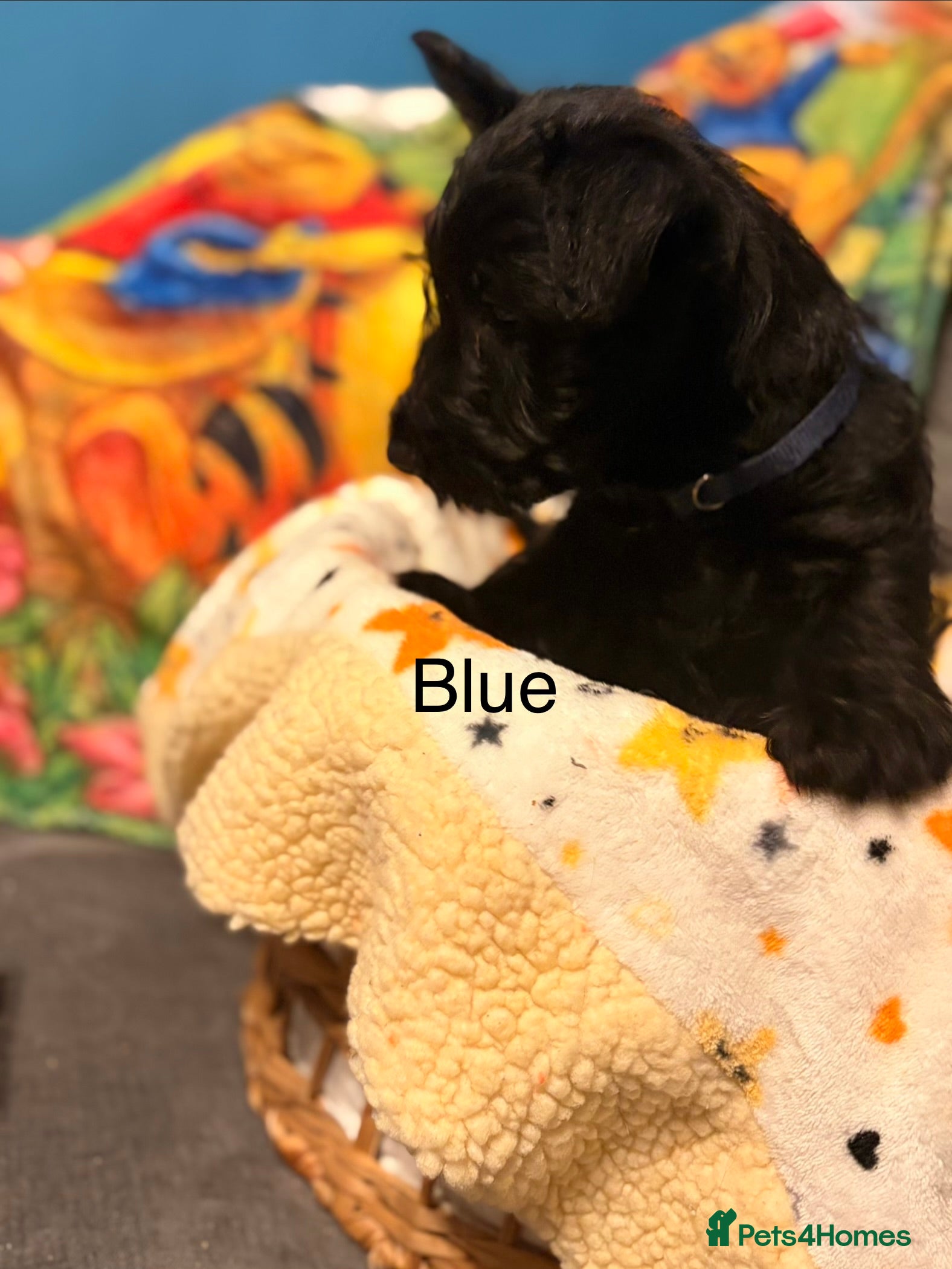 Scottish Terrier dogs 2 beautiful Scottish terrier boys available  - Advert 10