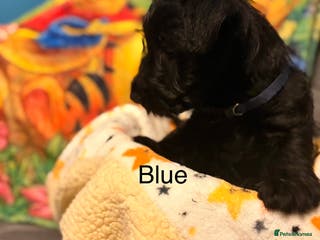 Scottish Terrier dogs 2 beautiful Scottish terrier boys available - Advert 10