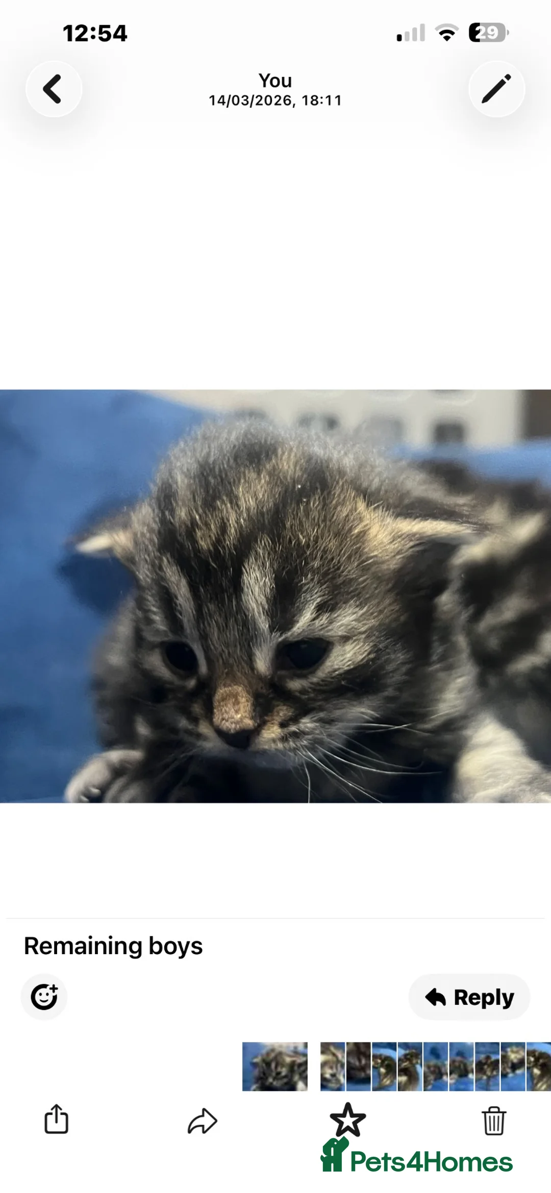Bengal cats for sale: Bengal x kittens ready end of August  - Advert 9