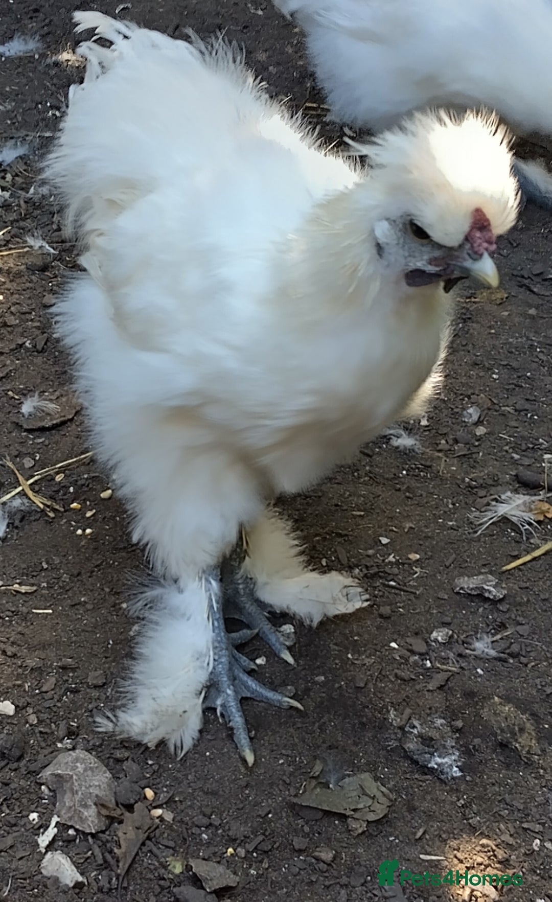 Chickens poultry for sale: Mixed Silkie chickens (Trio/all). Hatched 2025 - Image 3