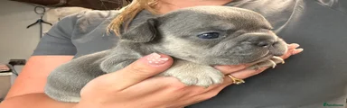 French Bulldog Puppy 1