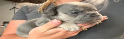French Bulldog dogs for sale: 🔥READY NOW🔥KC registered frenchie pups❤️‍🔥 - Advert 18