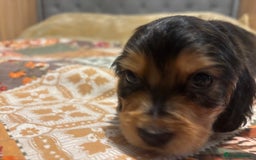Cocker Spaniel dogs for sale: Cocker spaniel puppies  - Image 6