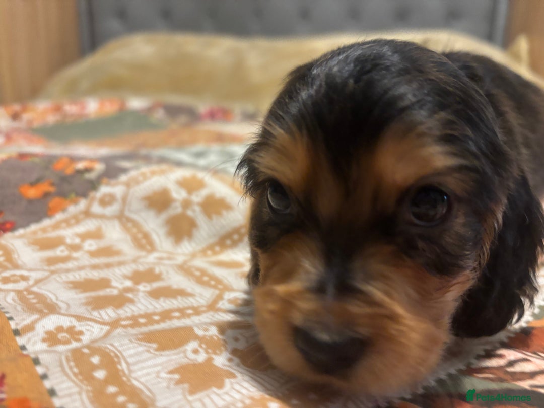 Cocker Spaniel dogs for sale: Cocker spaniel puppies  - Image 6