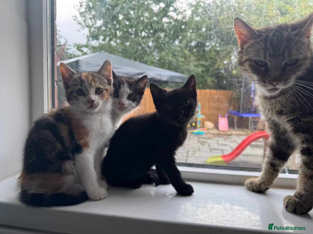 Mixed Breed cats for sale: Ready to go :) Beautiful playful kittens  - Image 4