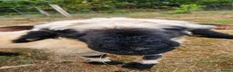 Sheep livestock for sale: Valais black nose sheep - Advert 3